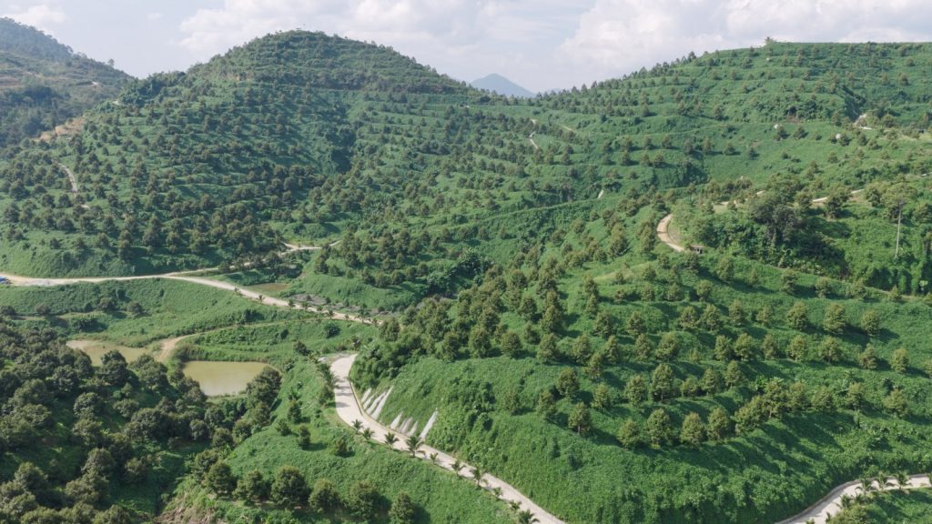 A land full of greens, trees full of durians