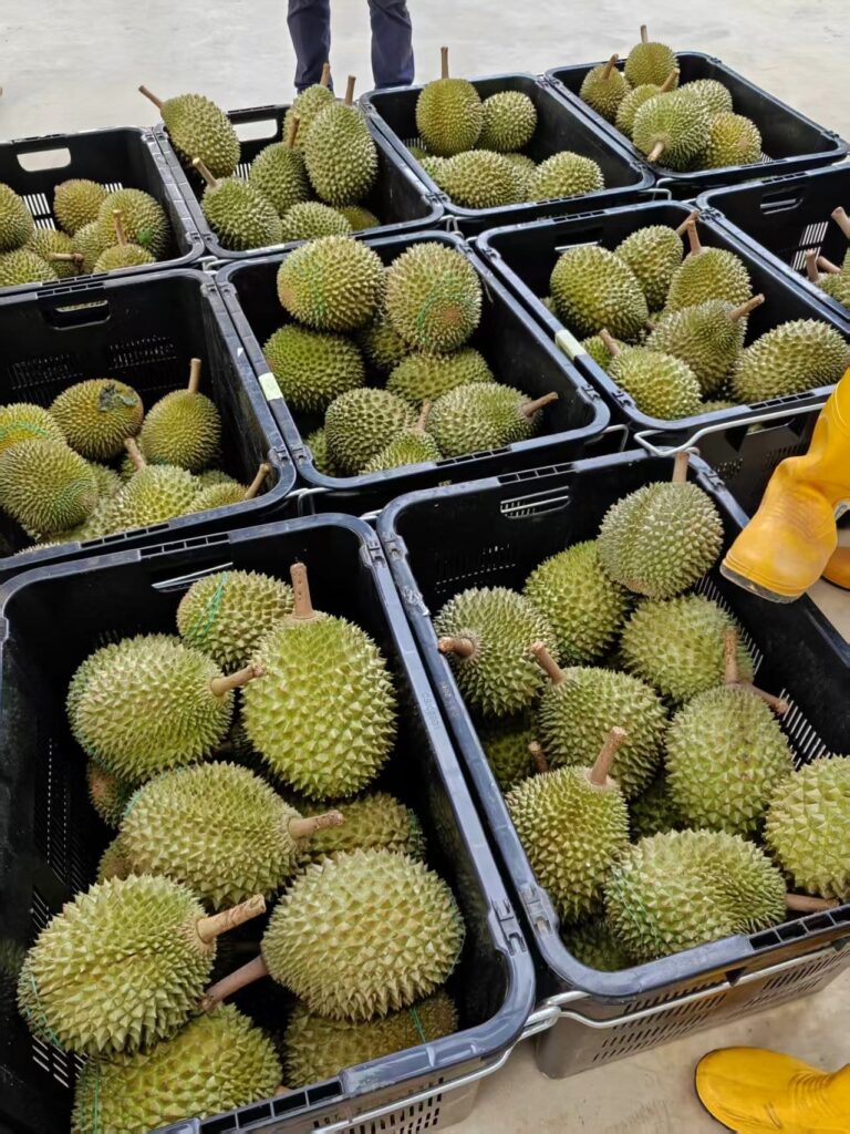 Image of a Basket of Durians at Wunder Durian's Farm